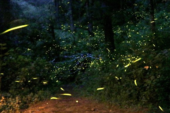 parque-de-luciernagas-ekoocay-338727 Anuncian Temporada de Luciérnagas 2022