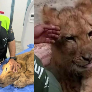 Avanza recuperación ‘Kiro’ leoncito rescatado en calles de Ecatepec