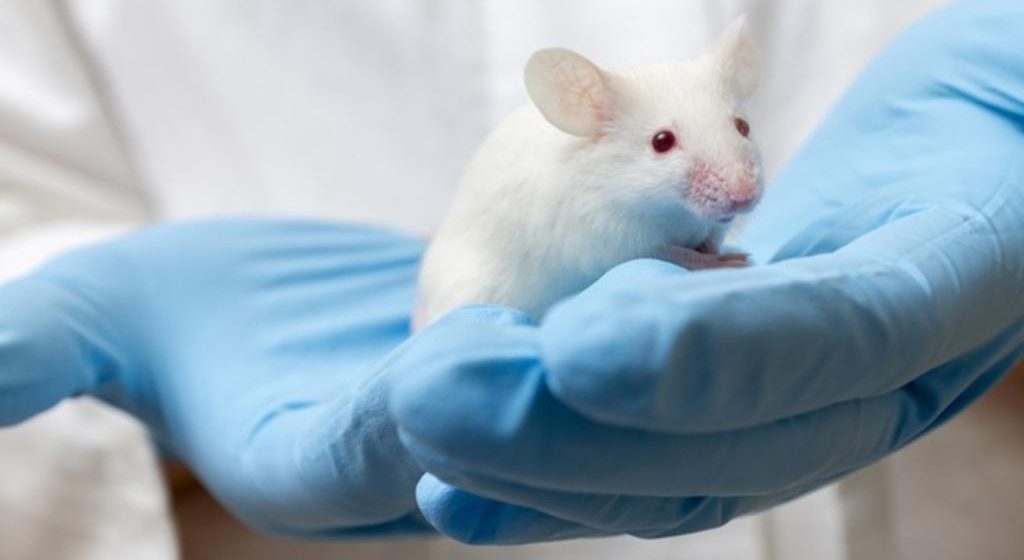 Científicos revierten vejez en ratones; buscan replicarlo en humanos