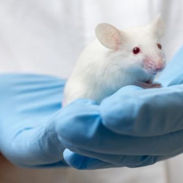 Científicos revierten vejez en ratones; buscan replicarlo en humanos