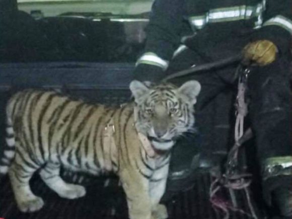 Tigre de Bengala es rescatado de casa en construcción en Hidalgo