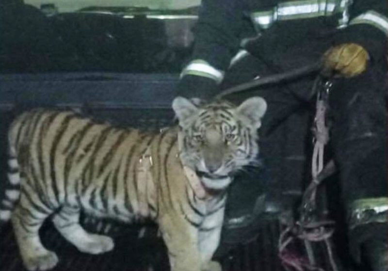 Tigre de Bengala es rescatado de casa en construcción en Hidalgo