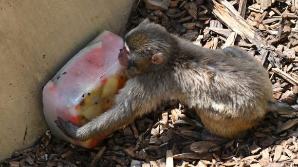 Animales del zoológico Roma enfrentan la ola de calor con helados