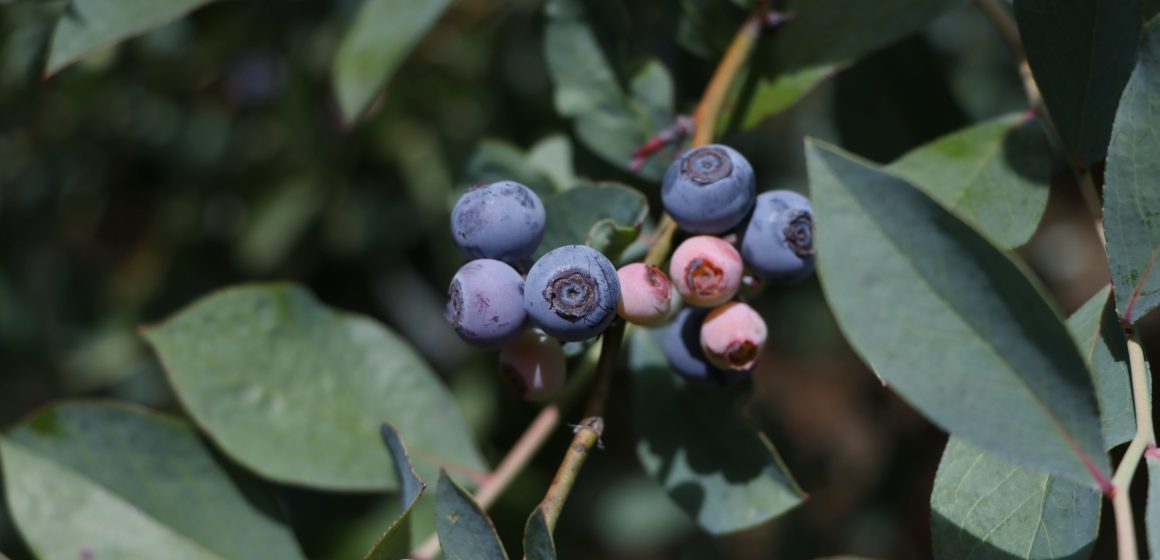 Inicia exportación de blueberry orgánico de Zacatlán a Estados Unidos y Canadá