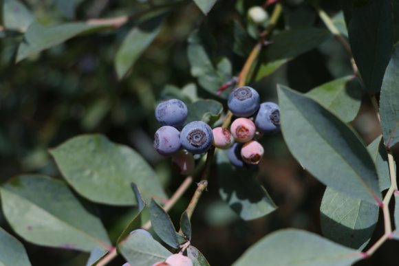 Inicia exportación de blueberry orgánico de Zacatlán a Estados Unidos y Canadá