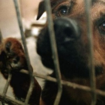 (VIDEO) Abandonan a perros en veterinaria; llevan un mes encerrados