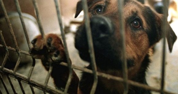 (VIDEO) Abandonan a perros en veterinaria; llevan un mes encerrados