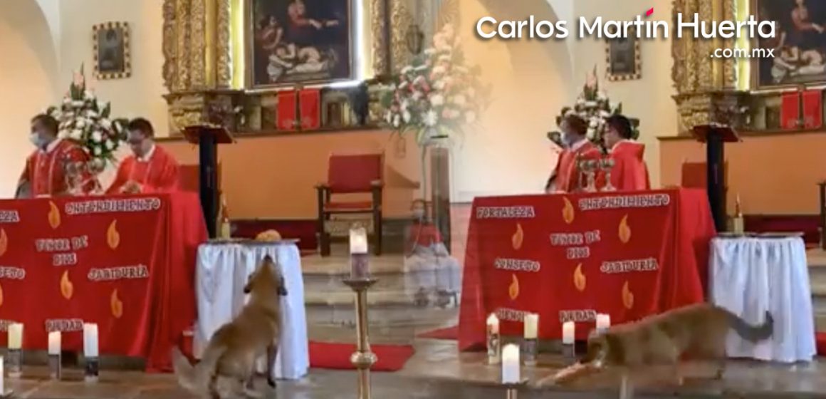 (VIDEO) Perro se roba el pan durante misa