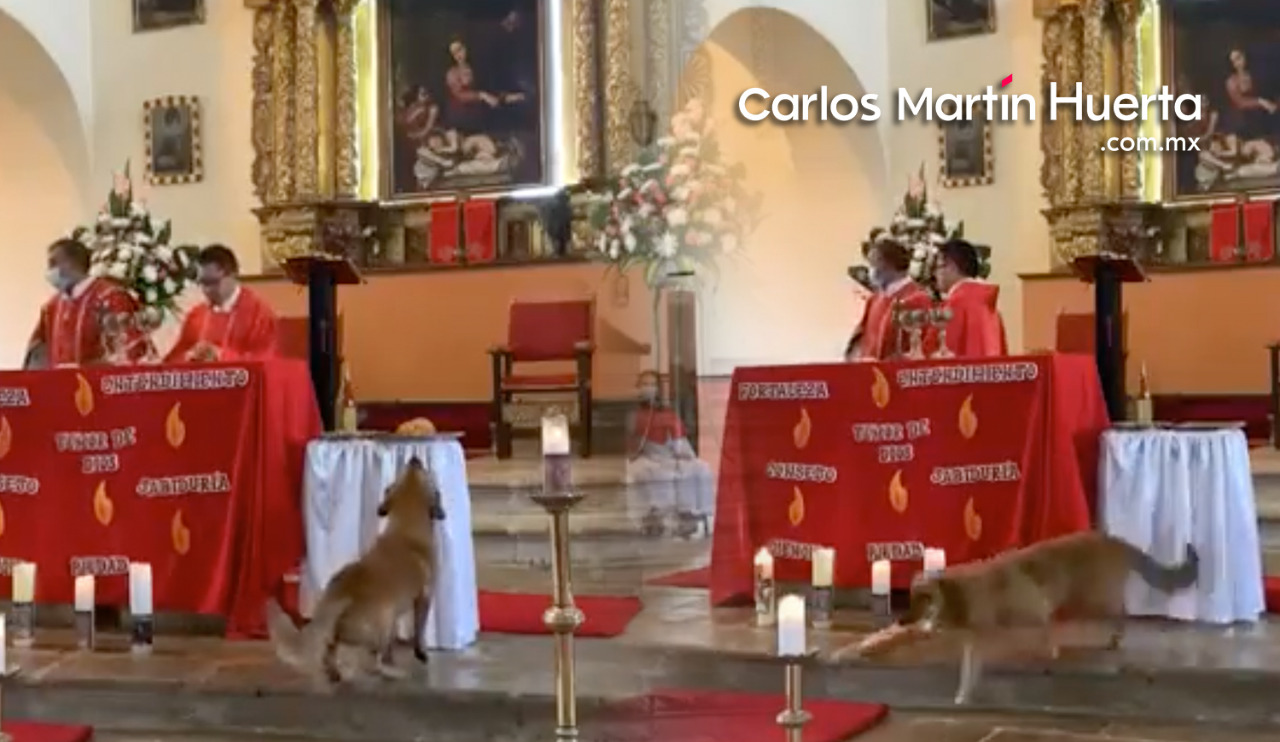 (VIDEO) Perro se roba el pan durante misa