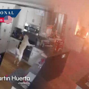 (VIDEO) Perro incendia casa accidentalmente; esto fue lo que sucedió