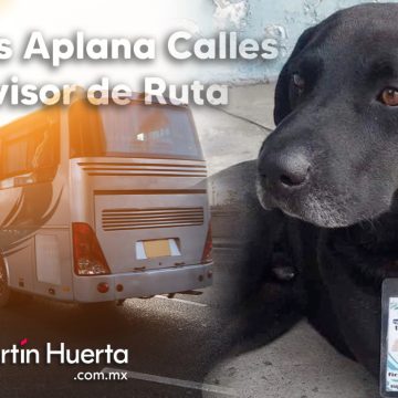 Perro callejero consigue trabajo como “supervisor de ruta” en terminal de autobuses