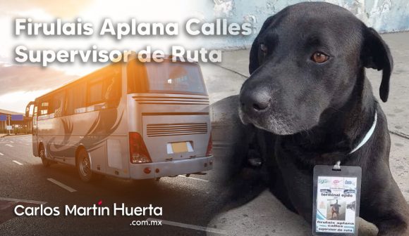 Perro callejero consigue trabajo como “supervisor de ruta” en terminal de autobuses