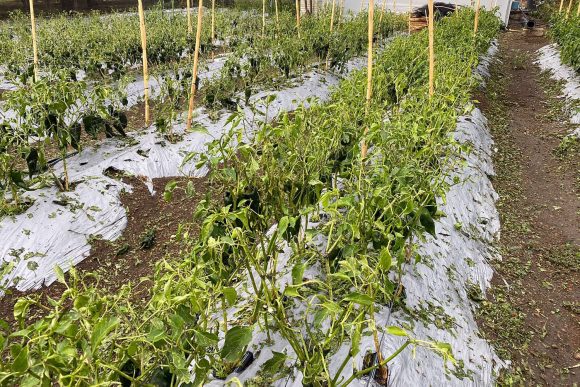 Gobierno estatal apoya a productores afectados por fenómenos naturales: Barbosa