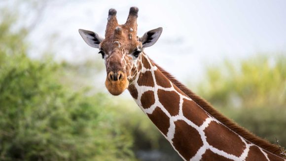 Fósiles hallados en China revelan evolución del cuello de las jirafas