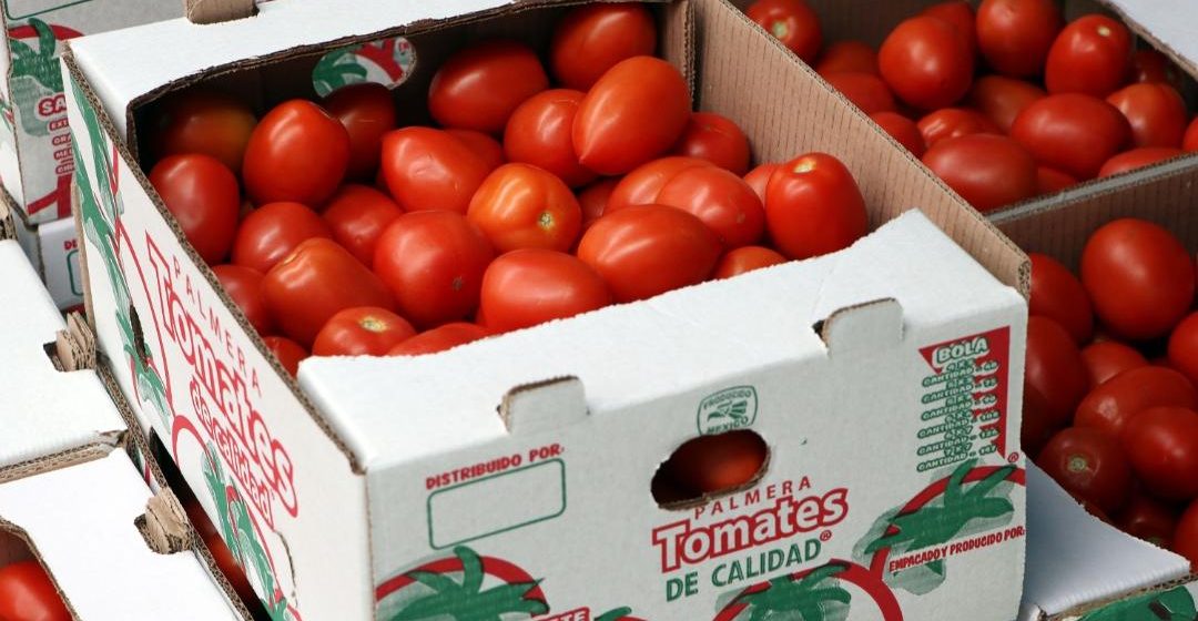 Inicia SDR ciclo de exportación de tomate de la Sierra Norte a Estados Unidos