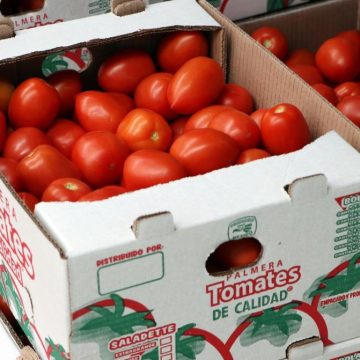 Inicia SDR ciclo de exportación de tomate de la Sierra Norte a Estados Unidos