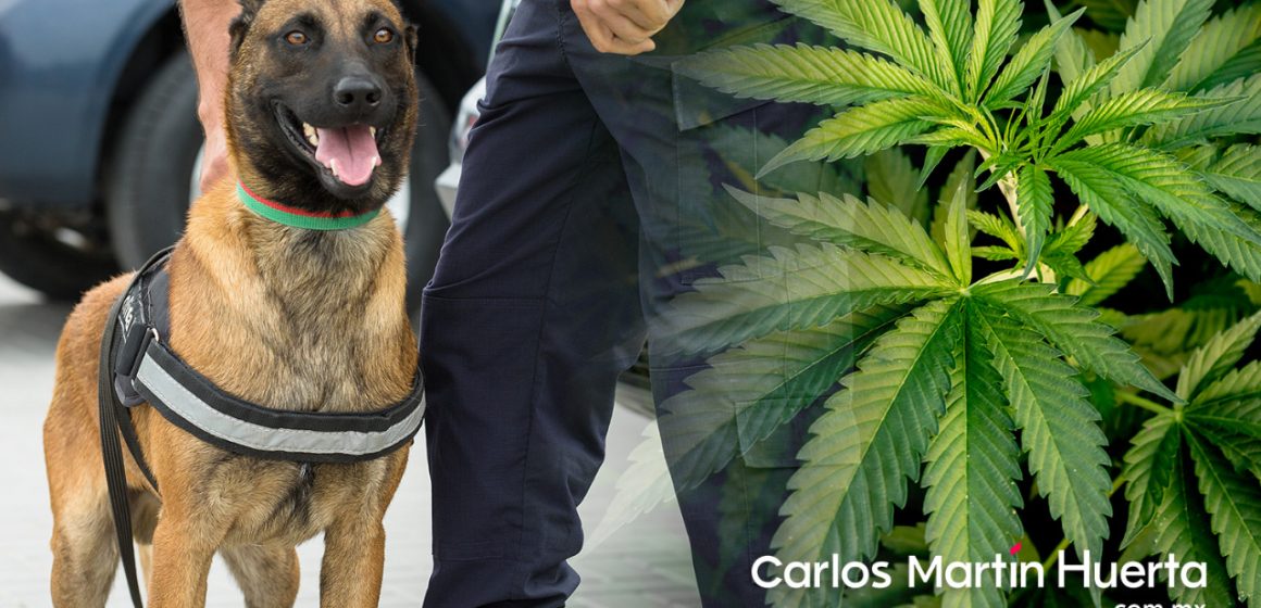Canino detecta recipientes con marihuana en una maleta