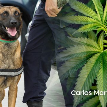 Canino detecta recipientes con marihuana en una maleta