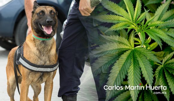 Canino detecta recipientes con marihuana en una maleta