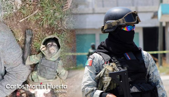 Mono araña muere tras enfrentamiento en Texcaltitlán, Estado de México