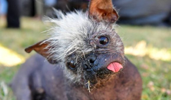 “Sr. Rostro Feliz” es el perrito más feo del mundo