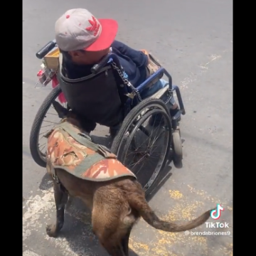 Perrita empuja silla de su dueño con discapacidad en Ecatepec