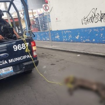 Policías de Celaya y Apaseo matan perros; aseguran que es por diversión