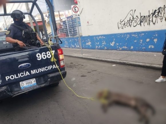 Policías de Celaya y Apaseo matan perros; aseguran que es por diversión