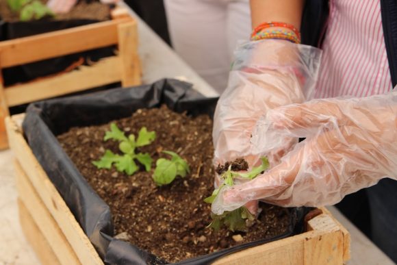 Ayuntamiento de Puebla ofrece talleres de agricultura urbana