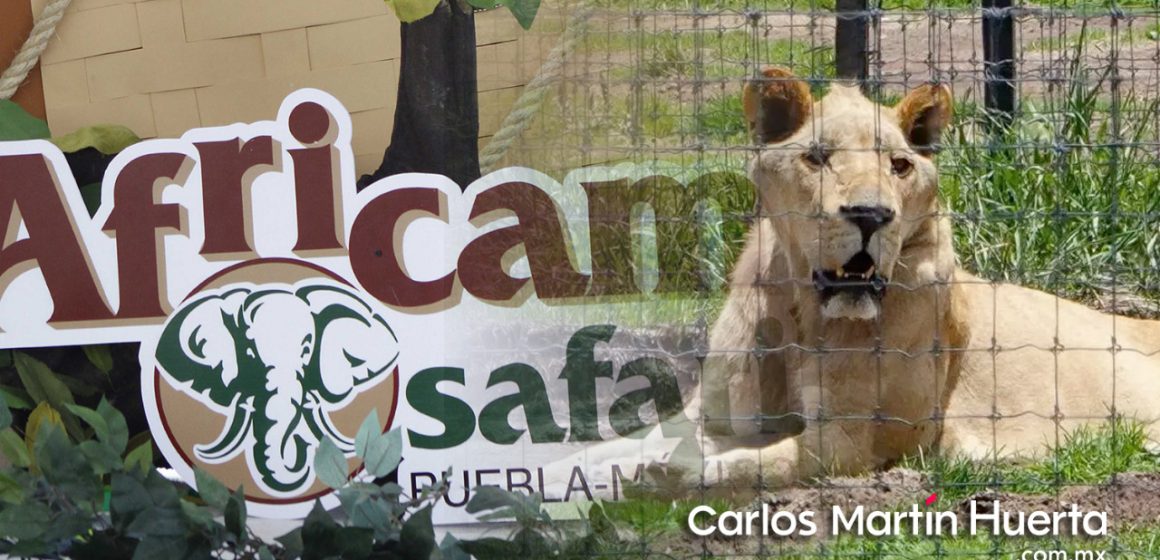 Llegarán a Puebla felinos del Santuario Black Jaguar White Tiger