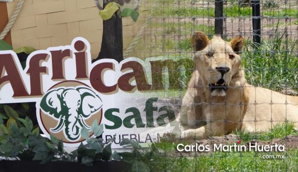 Africam Safari rescata felinos Llegan a Africam Safari los felinos rescatados del santuario Black Jaguar-White Tiger