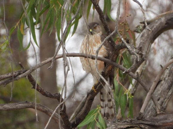 Gobierno estatal protege 859 hectáreas más en “Flor del Bosque”.