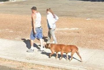 Google Maps capta en imagen a perro de seis patas