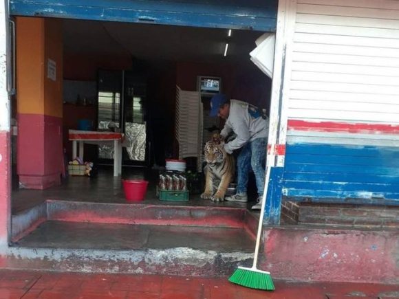 Captan a tigre en una taquería de Hidalgo