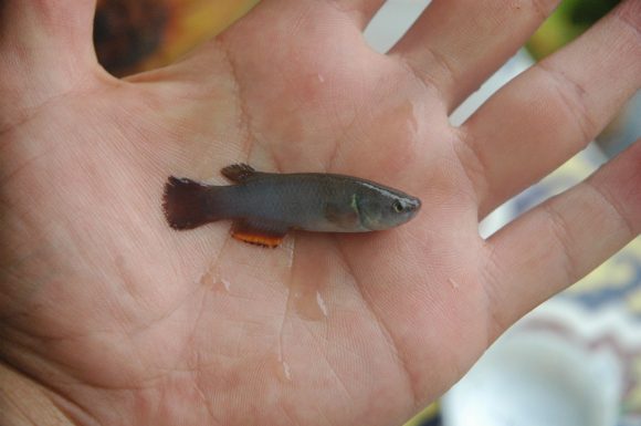 ¿Conoces al pez almirante mexicano? Cambia de sexo para garantizar la especie