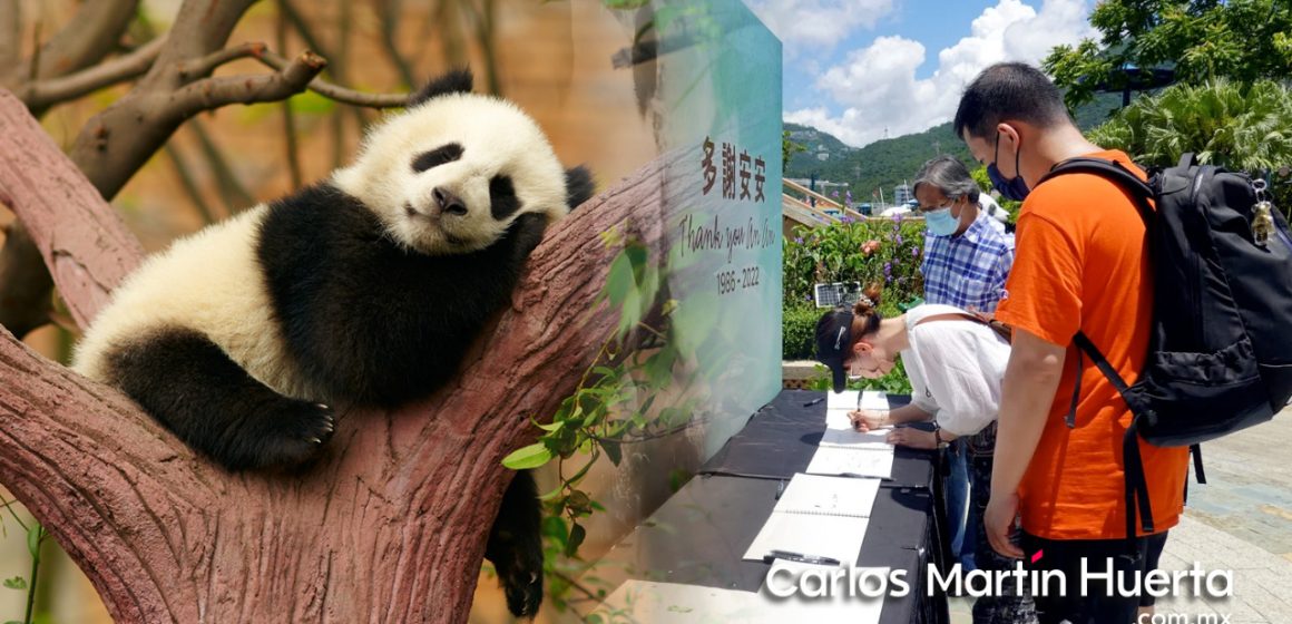 Muere An An, el panda gigante más longevo del mundo