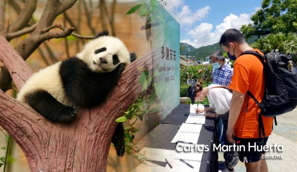 Muere An An, el panda gigante más longevo del mundo