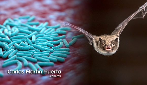 Virus Marburgo: El virus que tiene en alerta a la OMS