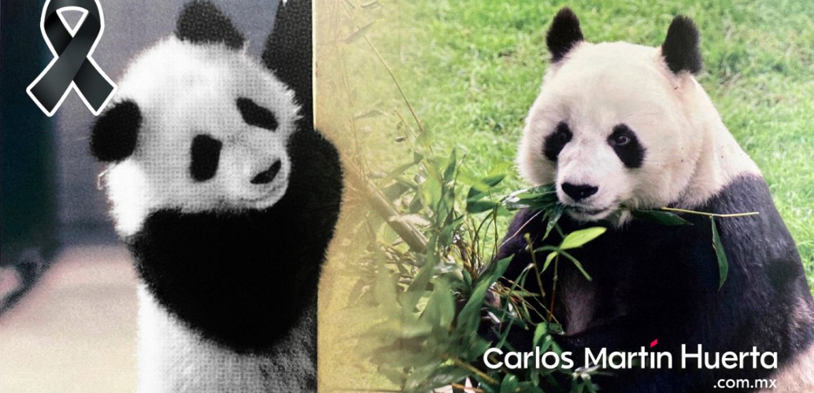 Muere Shuan Shuan, panda gigante más longeva de México