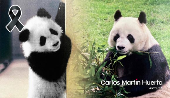 Muere Shuan Shuan, panda gigante más longeva de México
