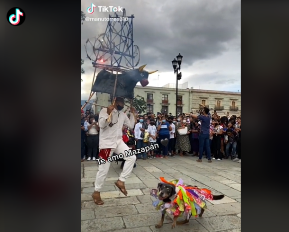 Regresa “Mazapán”, perrito bailador de la Guelaguetza