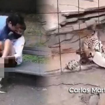 (VIDEO) Jaguar ataca a niño en zoológico de León tras cruzar la cerca para tomarse foto