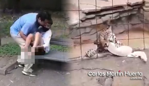 (VIDEO) Jaguar ataca a niño en zoológico de León tras cruzar la cerca para tomarse foto