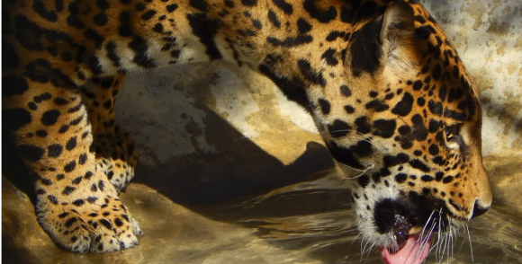 Llegarán seis felinos más a Africam Safari