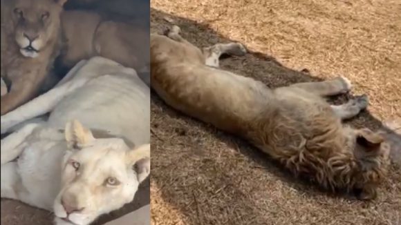 Profepa investiga abandono de felinos en predio ubicado en el Ajusco, Tlalpan