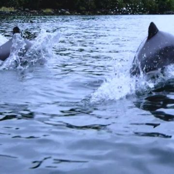 Los delfines más pequeños del mundo en peligro de extinción