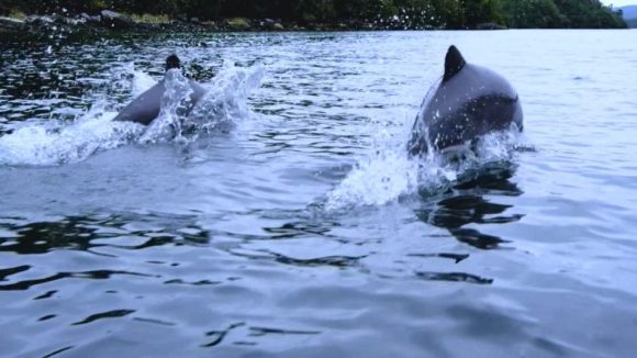 Los delfines más pequeños del mundo en peligro de extinción