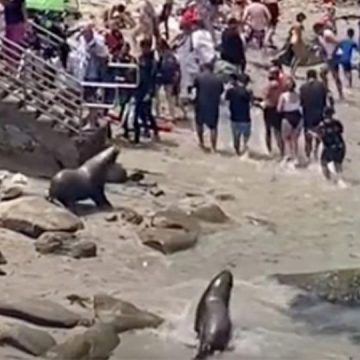 Leones marinos ahuyentan a varios turistas por invadir su espacio en California