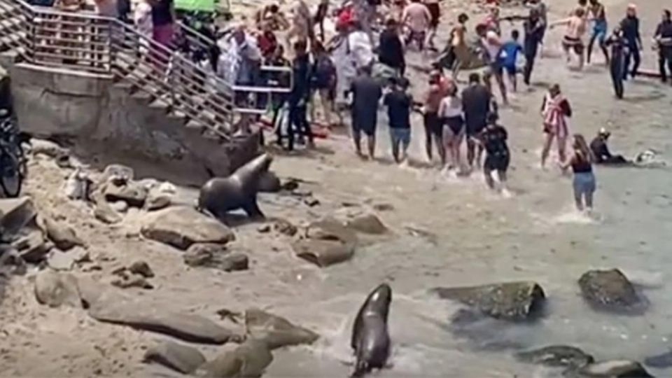 Leones marinos ahuyentan a varios turistas por invadir su espacio en California