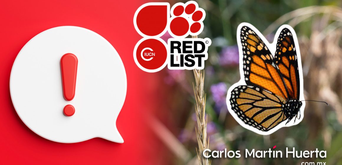 Mariposa monarca en la lista roja de especies “en peligro”